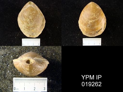 Terebratula grandis