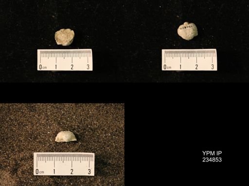 Marginifera fragilis