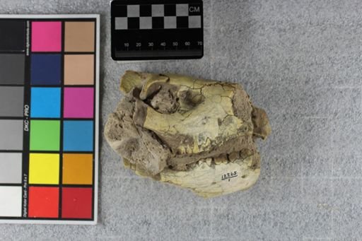 Merycoidodon culbertsoni