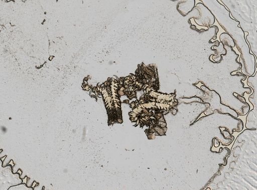 Campeloma subsolida