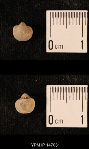 Ambocoelia planoconvexa