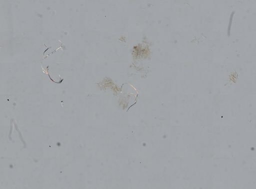 Somatogyrus aureus