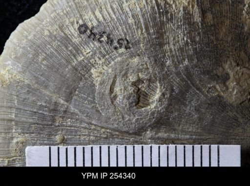 Edrioasteroidea