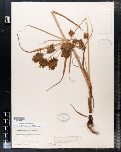 Cyperus strigosus