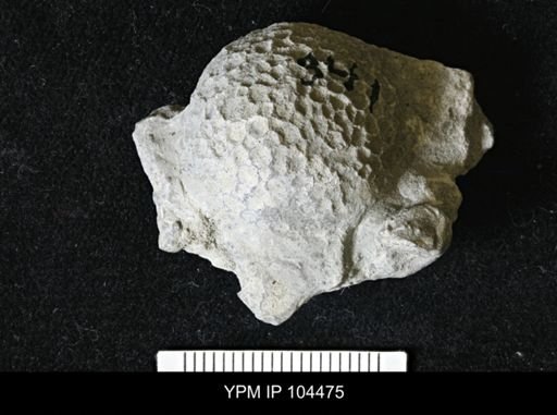 Favosites forbesi