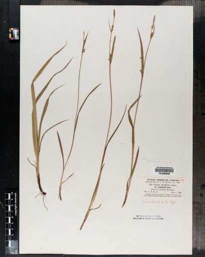 Carex laxiflora