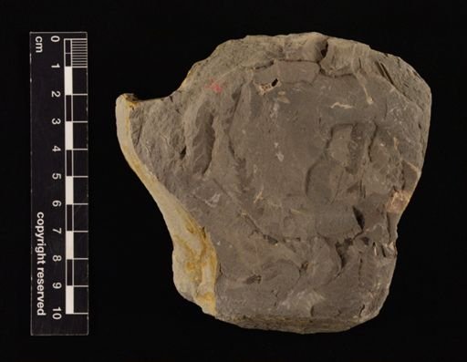 Coniopteris sp.