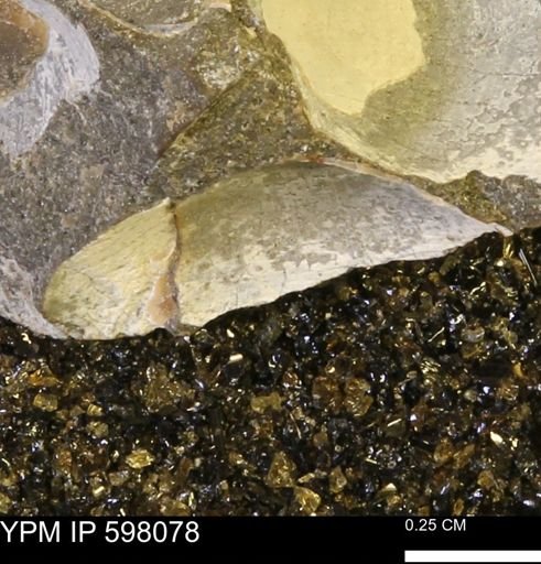 Limopsis striatopunctatus
