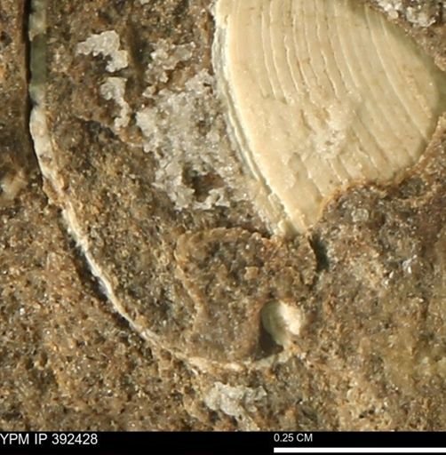 Protocardia subquadrata
