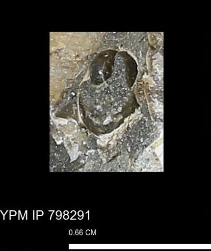 undet. Gastropoda