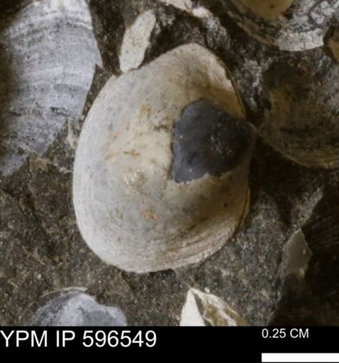 Limopsis striatopunctatus