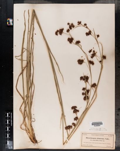 Rhynchospora capitellata