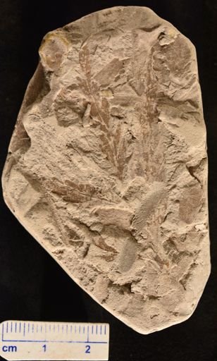 Asplenium dicksonianum
