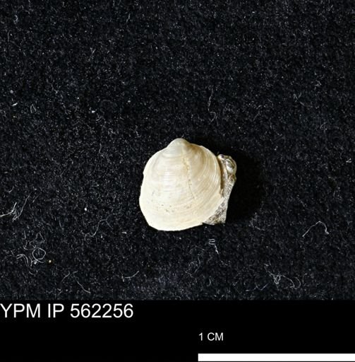 Limopsis striatopunctatus