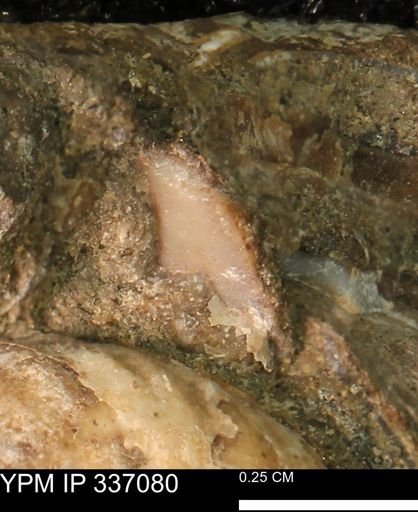 undet. Mollusca