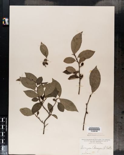 Lindera benzoin