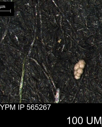 Spirolocammina planula