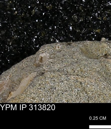 undet. Scaphopoda