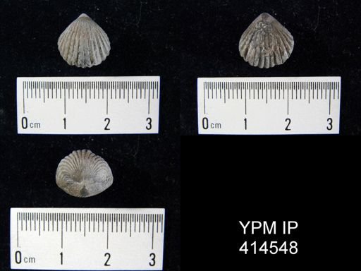 Camarotoechia?