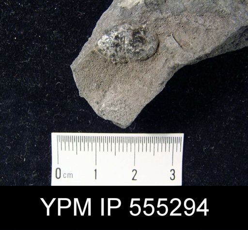 Marginifera splendens