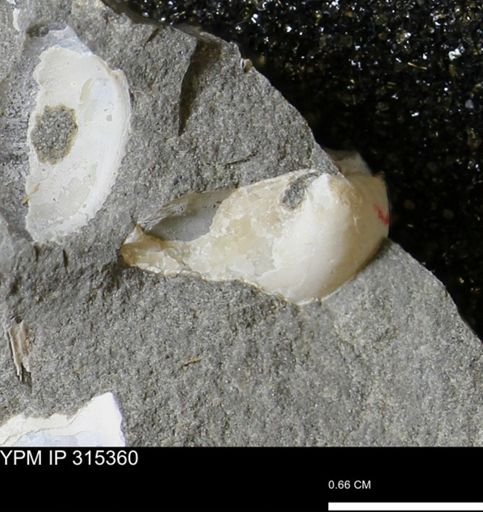 undet. Bivalvia