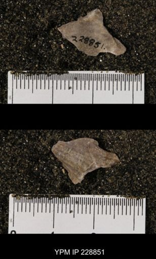 Neospirifer triplicatus