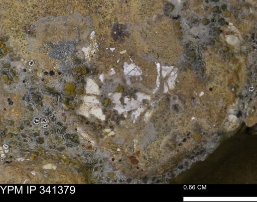 undet. Mollusca