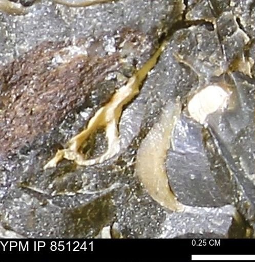 Limopsis striatopunctatus