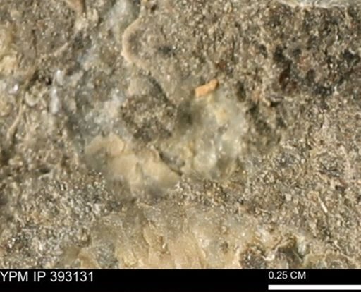 Scaphites sp.