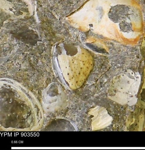 Corbulamella?