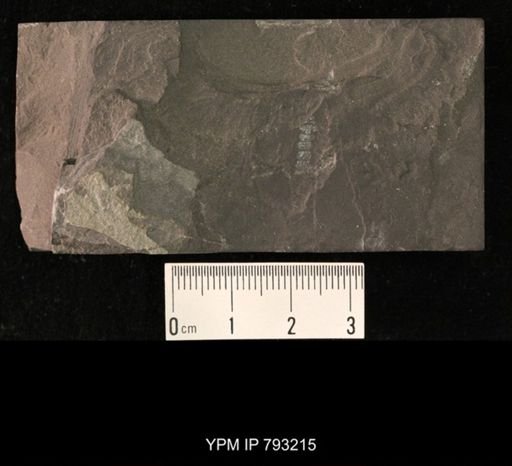 Mormolucoides articulatus