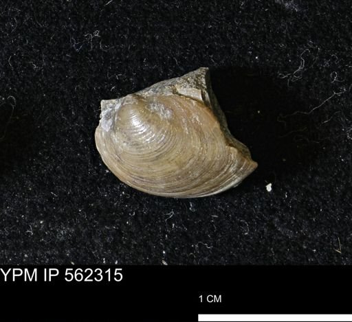Limopsis striatopunctatus