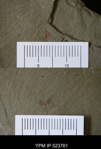 undet. Synziphosurina