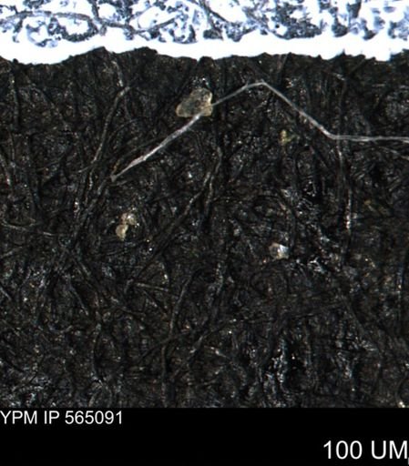 undet. Porifera