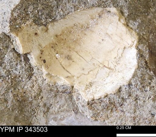 undet. Bivalvia