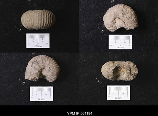 Scaphites sp.
