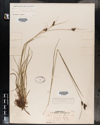 Carex hirsutella