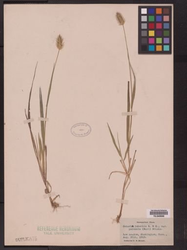Setaria pumila