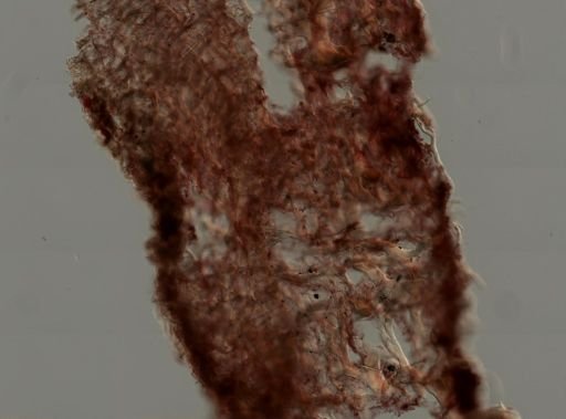 Callyspongia vaginalis