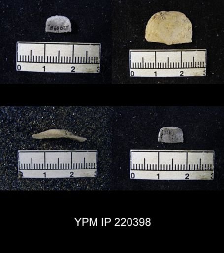 Chonetes sp.