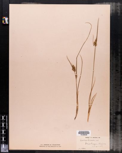 Carex demissa