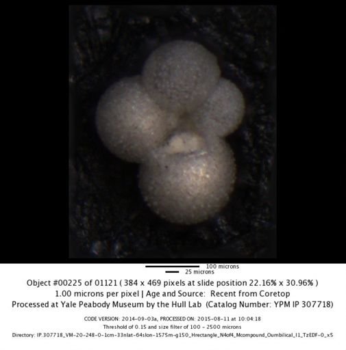 undet. Foraminiferida