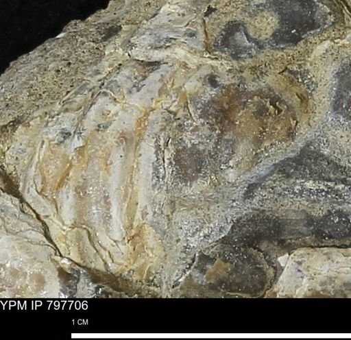 Inoceramus