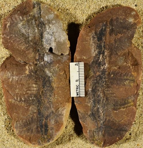 Pecopteris sp.