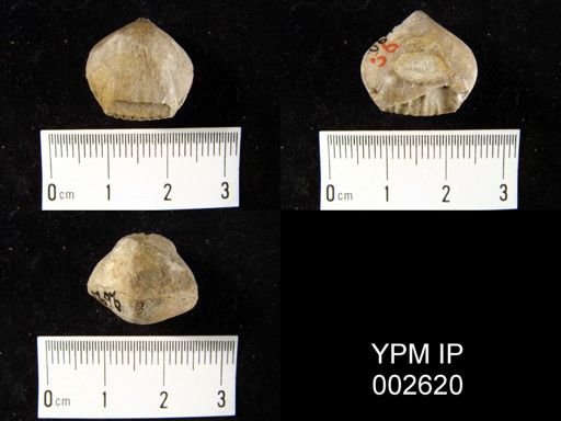 Rhynchonella semilaeris