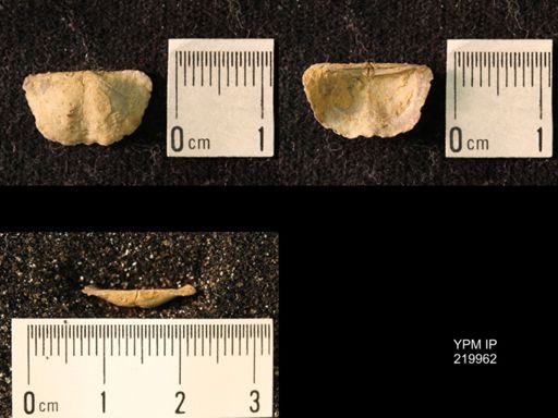 Chonetes sp.