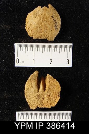 Rhipidomella oblata