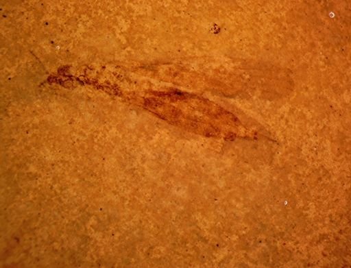 undet. Tipulidae