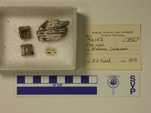 undet. Actinopterygii