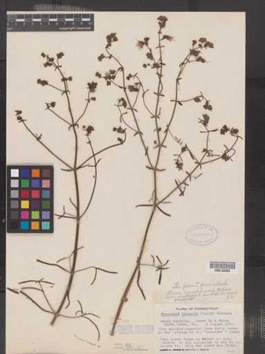 Mirabilis linearis